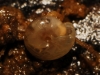 Vitrea contracta