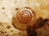 Vitrea contracta