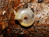 Vitrea contracta