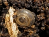 Vitrea contracta