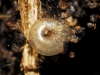 Vitrea contracta