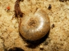 Vitrea contracta