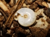Vitrea contracta