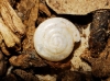 Vitrea contracta