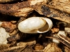 Vitrea contracta