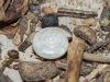 Vitrea sp.