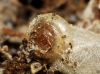 Vitrea sp.