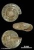 Vitrea subrimata