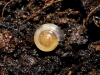 Vitrea contracta