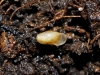 Vitrea contracta