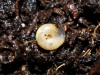Vitrea contracta