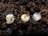 Vitrea contracta