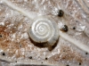Vitrea contracta