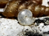 Vitrea contracta