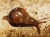 Vitrina pellucida