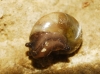 Vitrina pellucida
