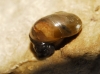 Vitrina pellucida