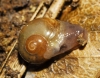 Vitrina pellucida