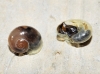 Vitrina pellucida