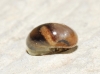 Vitrina pellucida