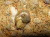Vitrina pellucida