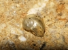 Vitrina pellucida