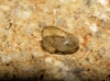 Vitrina pellucida