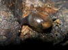 Vitrina pellucida