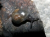 Vitrina pellucida