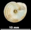 Helix salvanae