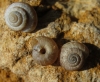Xerocrassa turolensis