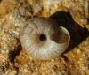 Xerocrassa turolensis