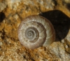 Xerocrassa turolensis