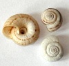 Xerolenta obvia