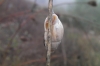 Zebrina detrita Zebrina detrita