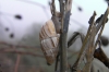 Zebrina detrita Zebrina detrita