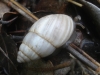 Zebrina detrita Zebrina detrita