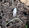 Zebrina detrita Zebrina detrita