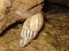 Zebrina detrita Zebrina detrita
