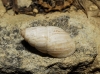 Zebrina detrita