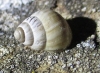 Zebrina detrita Zebrina detrita