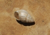 Zebrina detrita