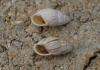 Zebrina detrita