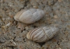 Zebrina detrita