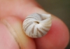 Zebrina detrita
