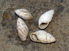 Zebrina detrita Zebrina detrita