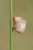 Zebrina detrita Zebrina detrita