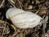 Zebrina detrita Zebrina detrita