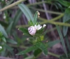 Zebrina detrita Zebrina detrita