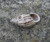 Zebrina detrita Zebrina detrita